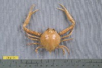 藏品(雙錐長臂蟹)的圖片